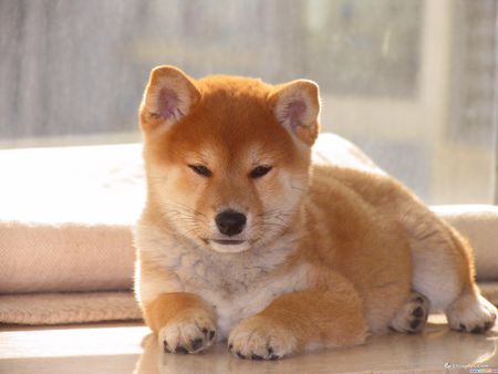 柴犬最近不吃狗粮咋办呀,柴犬不吃狗粮怎么治