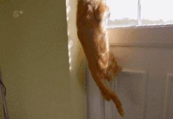 千万不要和对象一起养猫,为什么不能和养猫的男生谈恋爱