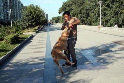 被狗狗咬应该如何抵抗,狗狗被攻击了如何安慰