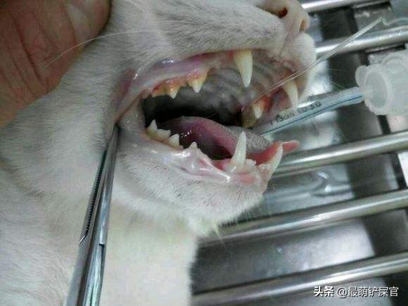猫有牙周炎该怎么治疗,猫咪牙周炎掉牙了还需要治疗吗