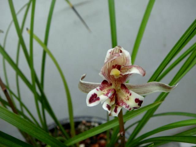 兰花珍品100种,名贵兰花100品欣赏