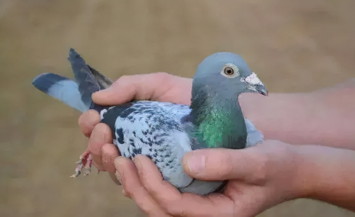 中国最贵的赛鸽前十名,最贵的一羽赛鸽