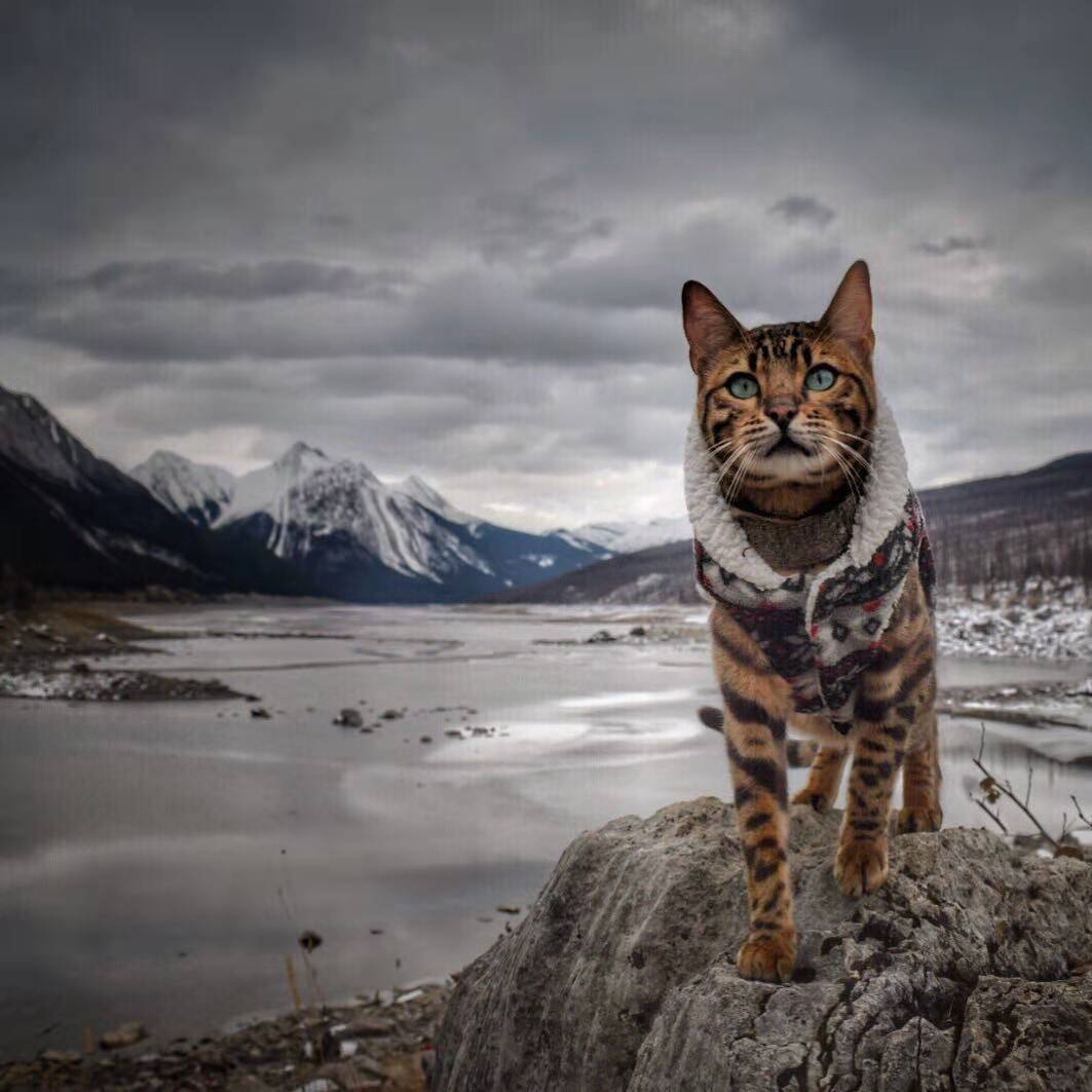 铲屎官无论有多穷，只要在这三方面舍得花钱，猫咪会越来越健康！