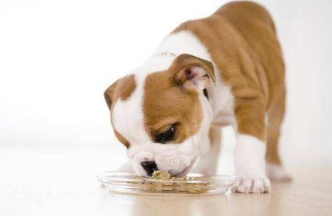 狗狗从小纠正护食训练,如何纠正狗狗的护食坏习惯