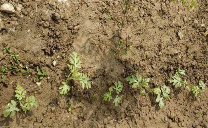 种植西瓜的技巧最神奇,西瓜种植如何达到高产