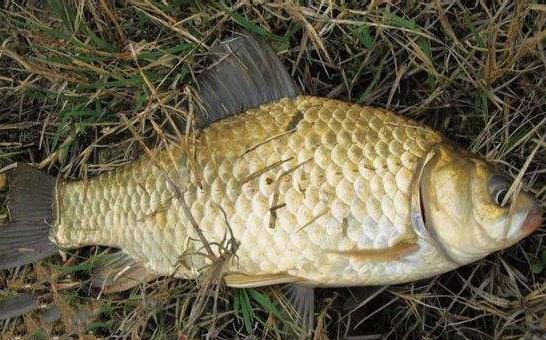 8字环走水钓法,8字环触底钓法