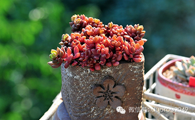 适合云南养的多肉,云南露养最好养活的多肉