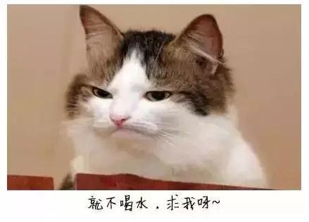 猫咪爱喝水泌尿系统会出问题吗,猫泌尿严重时吃左氧氟沙星有救吗