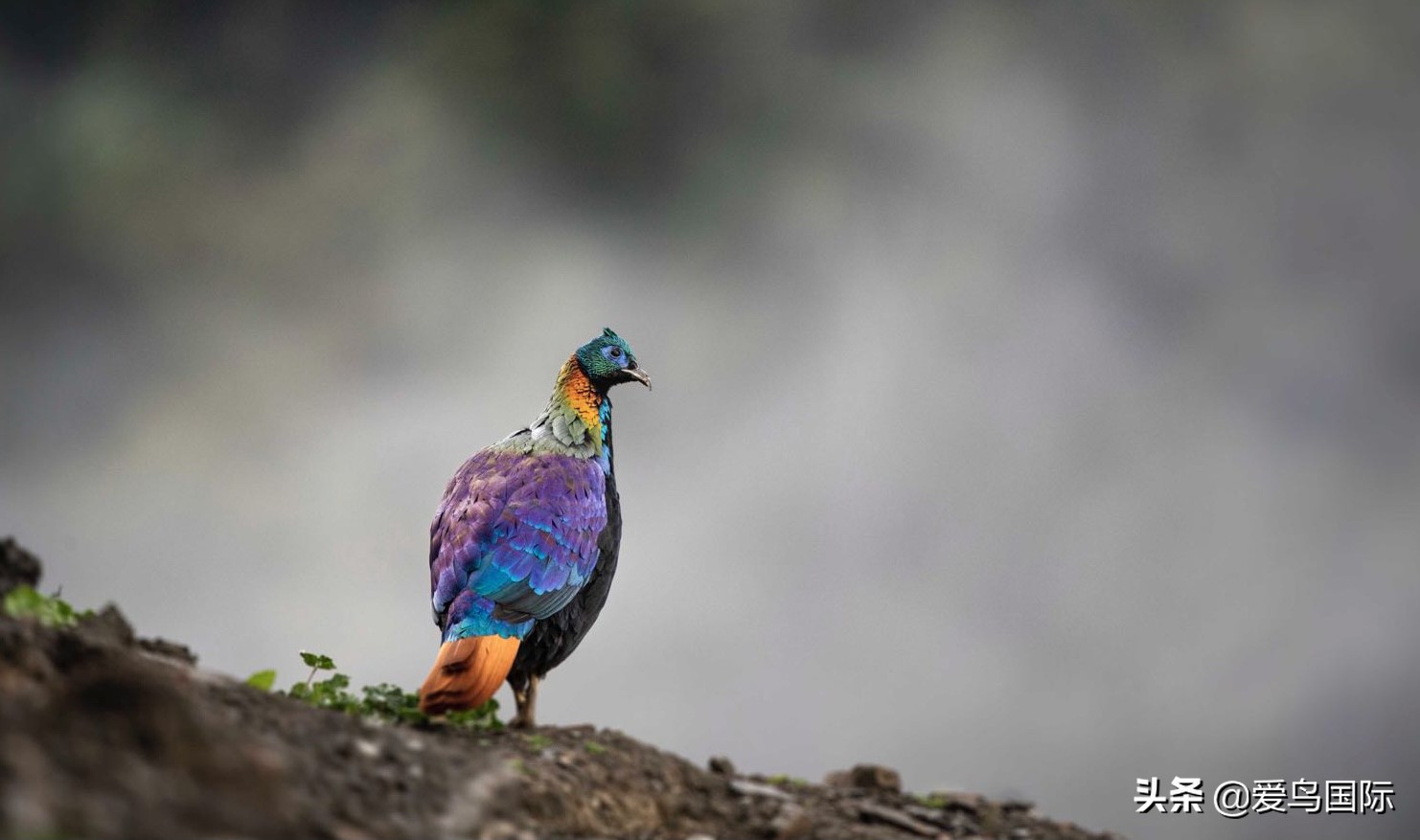 鸟类欣赏,鸟类观鸟图片