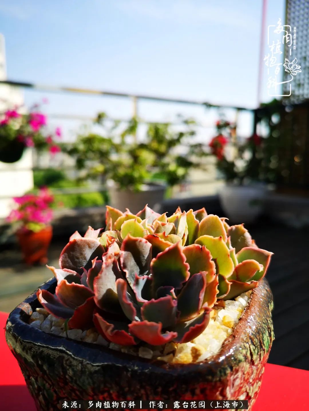 这6种多肉又粉又可爱萌翻少女心,粉粉萌萌的多肉有哪些