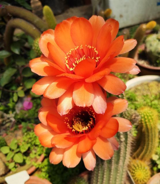 仙人掌类植物养殖方法和注意事项,仙人掌植物的养殖方法和注意事项