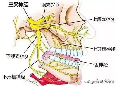 牙疼的滋味没人能理解,牙疼的痛苦有谁能够体会