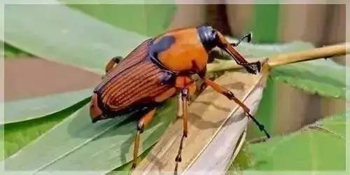 四川正宗笋虫的做法,野生笋虫图片