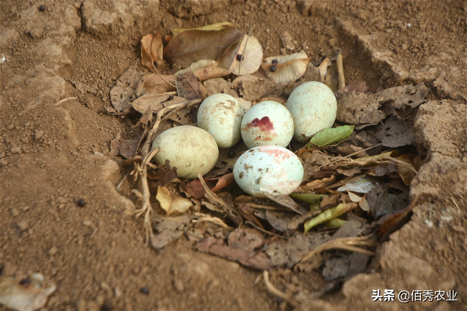 林下养鸡多赚钱的秘密,林下养鸡的真实收入