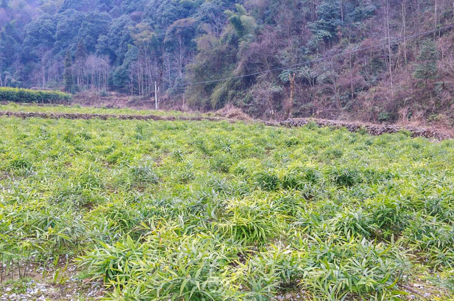 黄精种植扶贫,乡村振兴中药材黄精种植