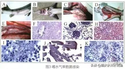 鱼出血病的防与治,鱼类出血性疾病