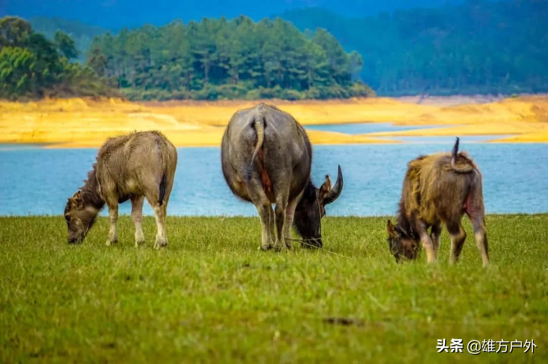 广东最美草原,藏在广东的八大草原