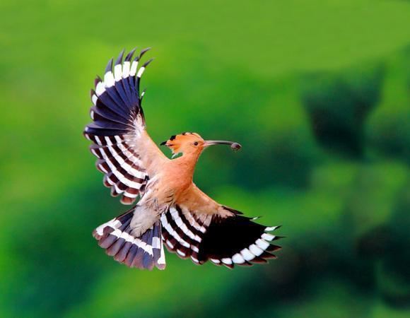 蓝胸佛法僧高清图片,蓝胸佛法僧