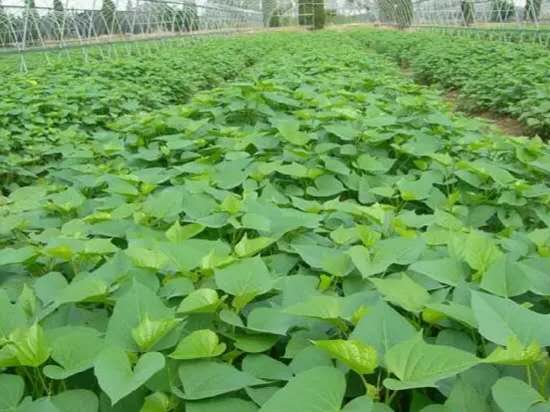 薯叶种植技术及亩产,薯叶种植技巧