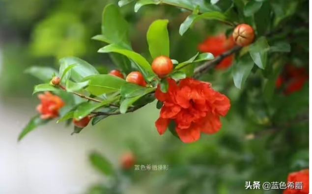 石榴熟了维语版全合集,石榴熟了叨叨