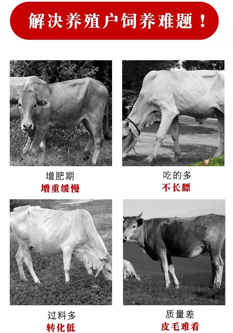 花生秧喂牛羊有什么好处?