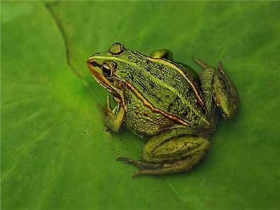鐢熷鑺卞洯妗堜緥,鐢熷鑺卞洯