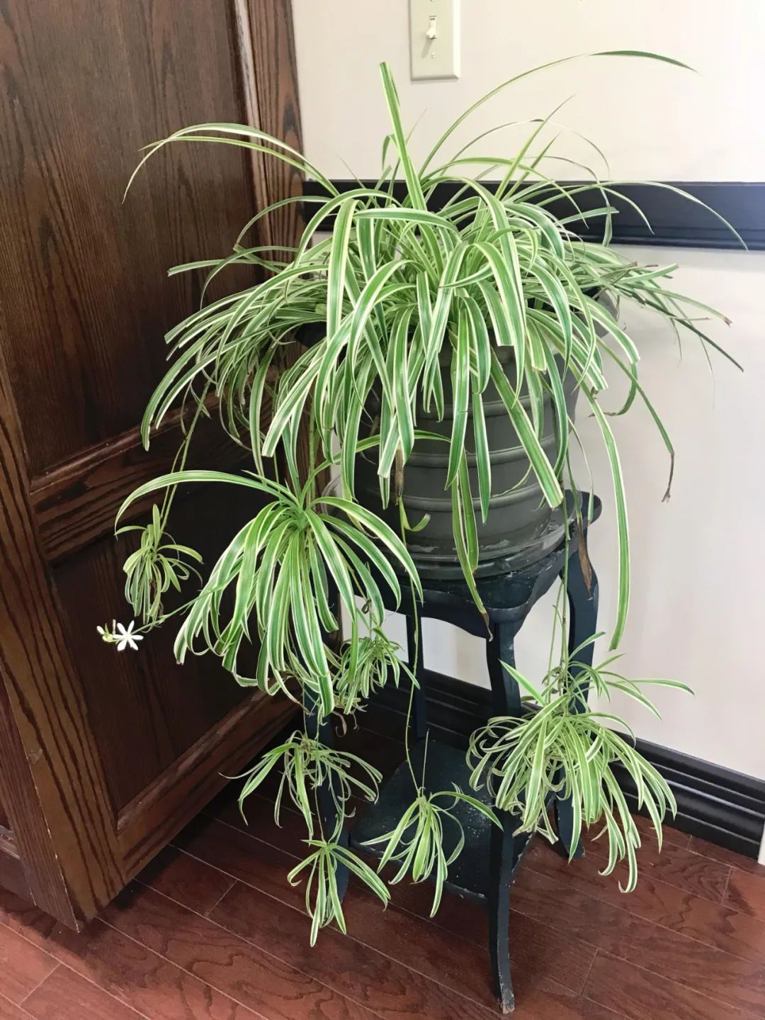 吊兰黄叶原因及补救方法,吊兰叶子发黄怎么处理视频