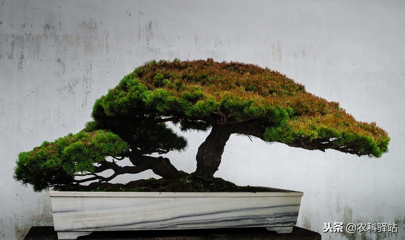 中国盆景艺术,盆景艺术解释