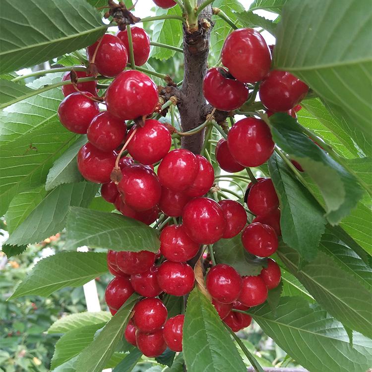 氮、磷、钾—对果树大樱桃的重要性,你用对了吗?