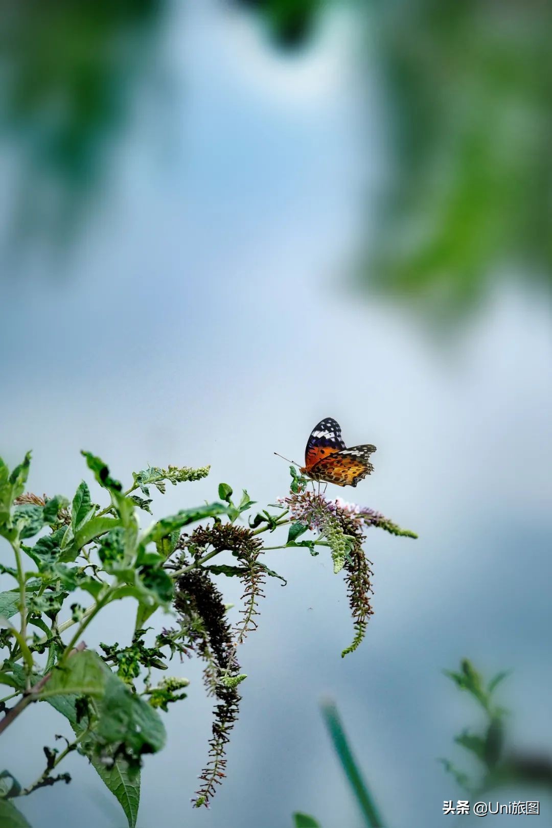 最幽静古韵江南唯美夜景风景,带你看夏日高原怡人的风景
