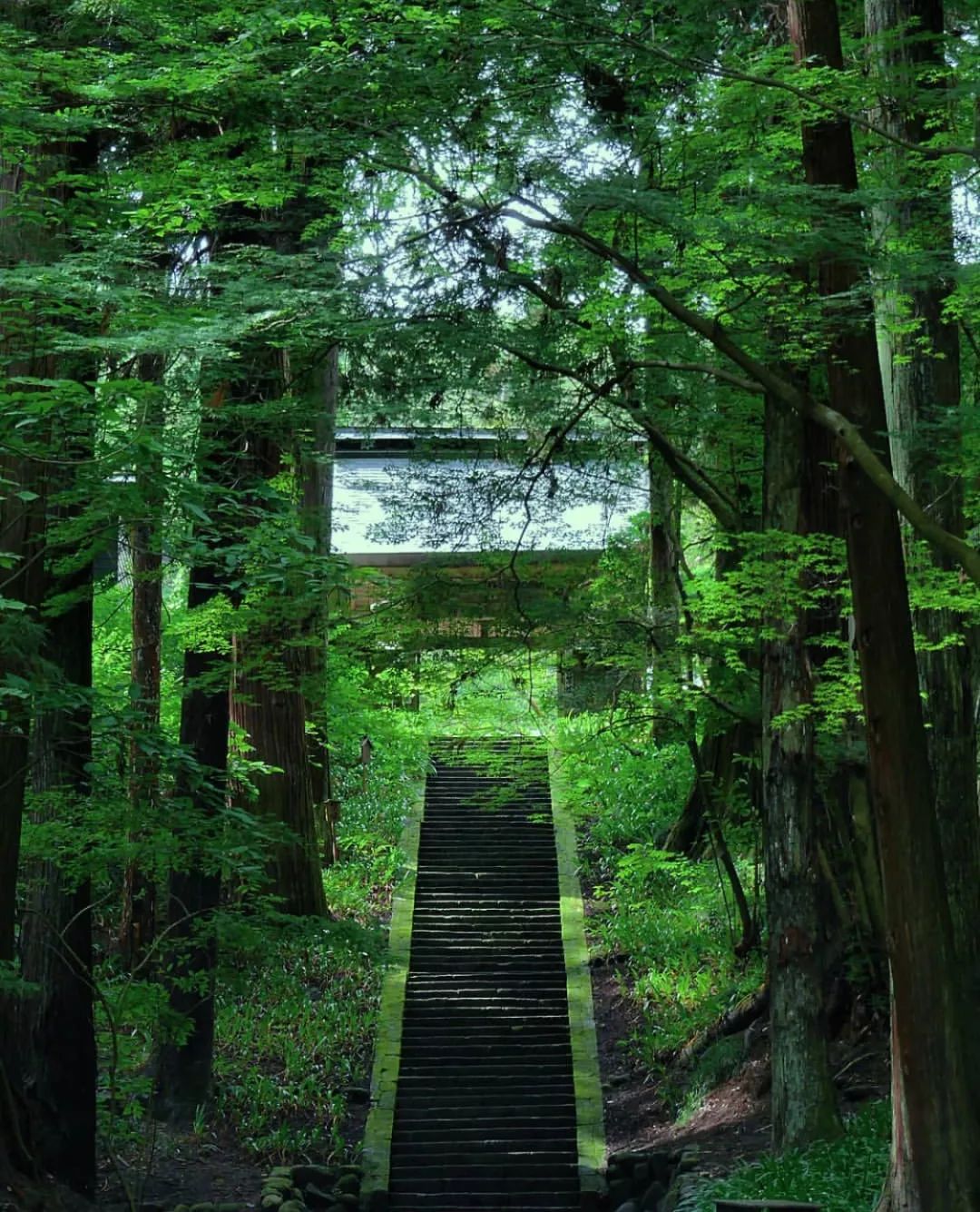 日本长野县旅行,日本长野赏樱旅游攻略