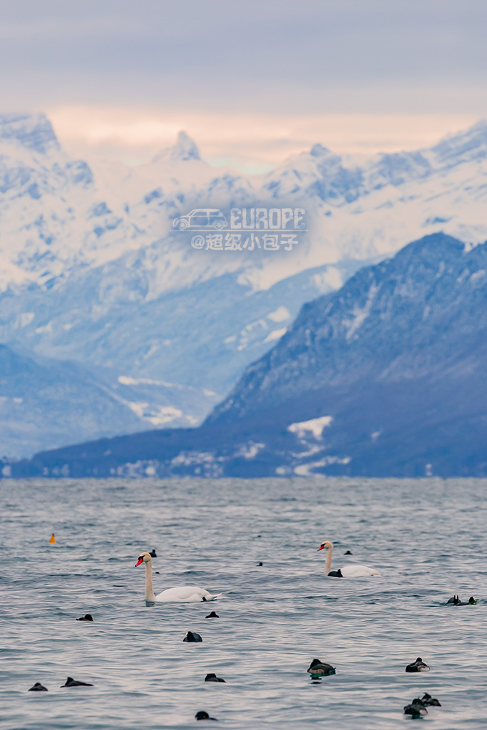 这里不仅出产世界最贵的水,还是各种世界冠军的集合地