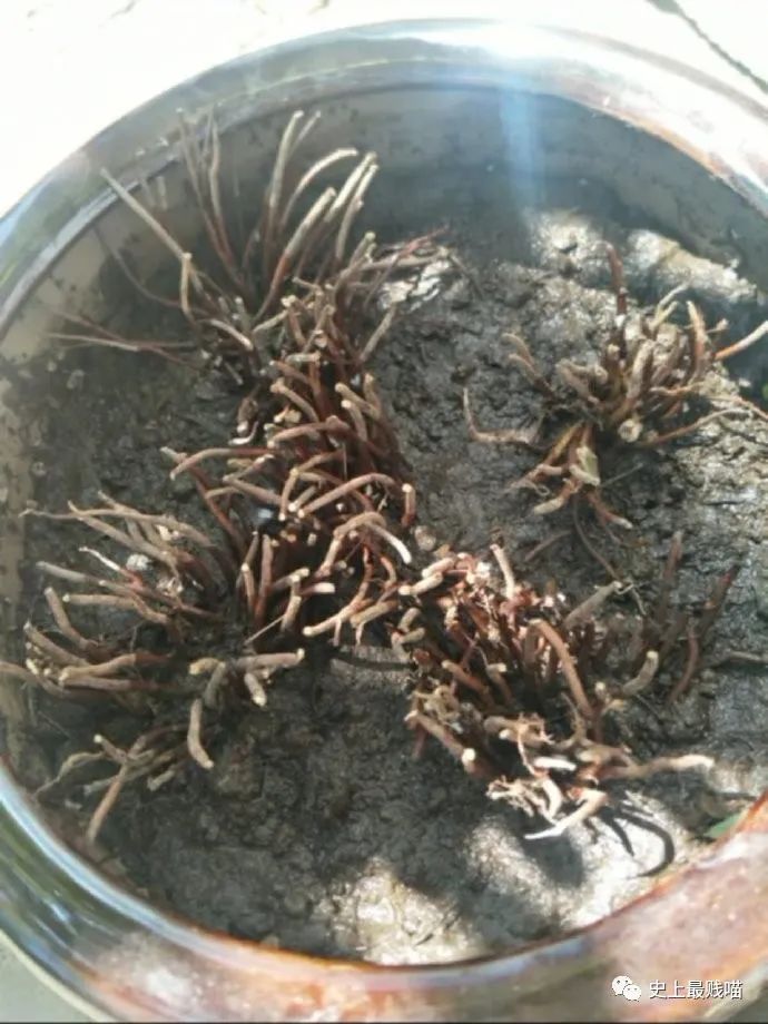 第一次看到把抖m说的这么清新脱俗的...实在太形象了哈哈哈哈哈！