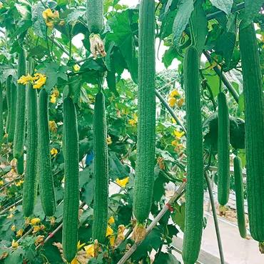 鑿滃惂,鑿滃惂鍐滀笟鏈潵鍙戝睍瓒嬪娍