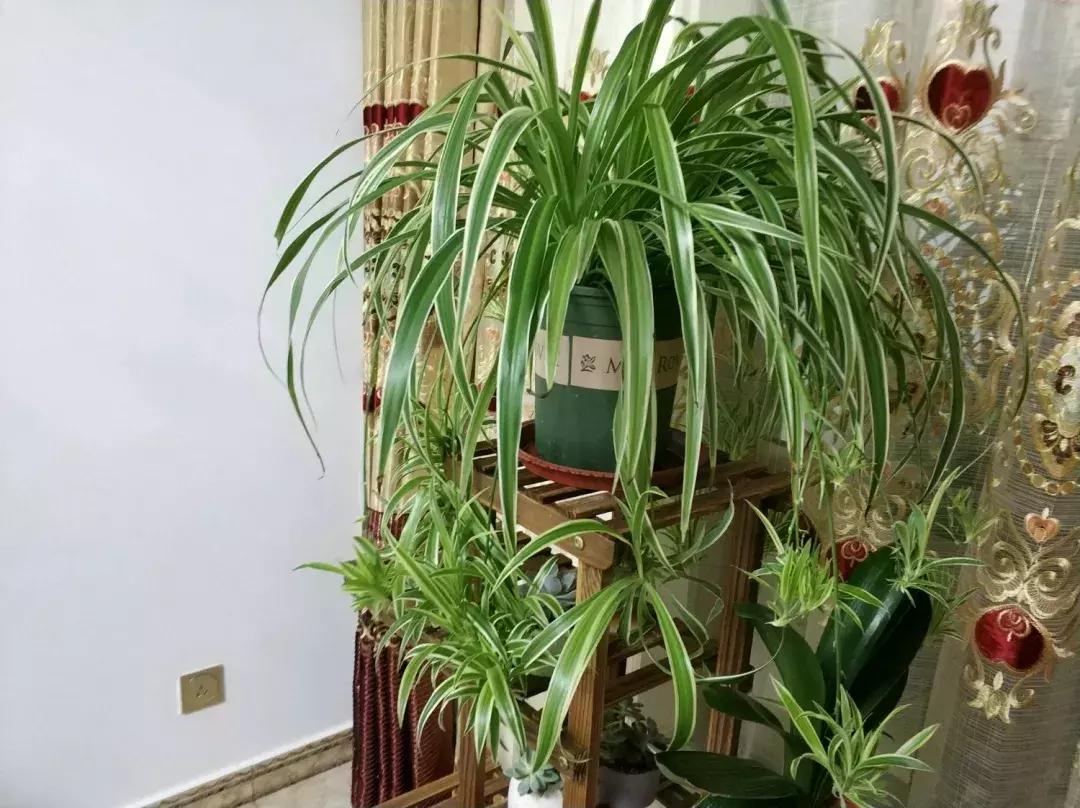 吊兰怎么养护会出枝条,吊兰长出很长的枝来怎么养护