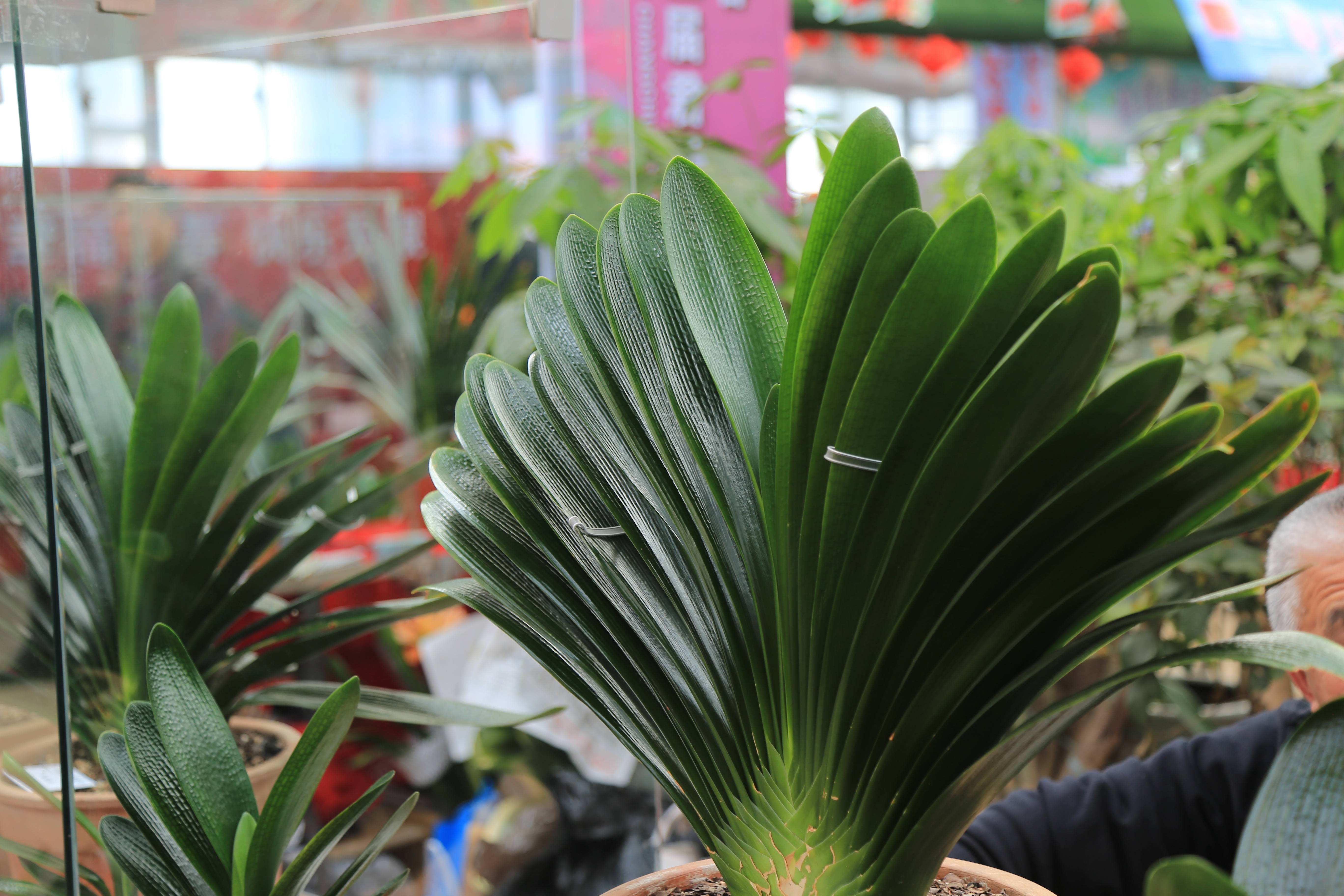 君子兰换盆后能浇营养液吗,君子兰换盆十天了能浇营养液吗