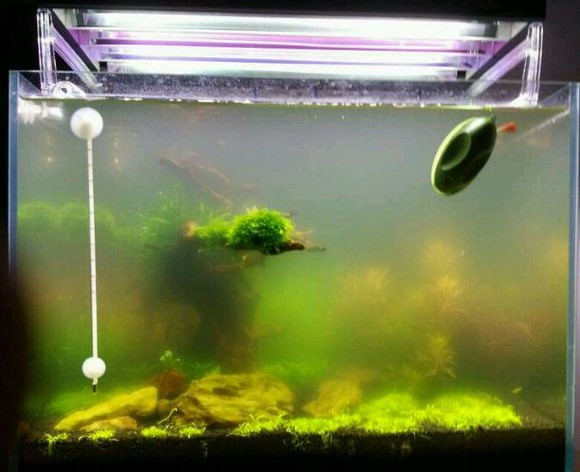 治理鱼缸绿水变清最简单的好办法,鱼缸加硝化细菌可以消除绿水吗