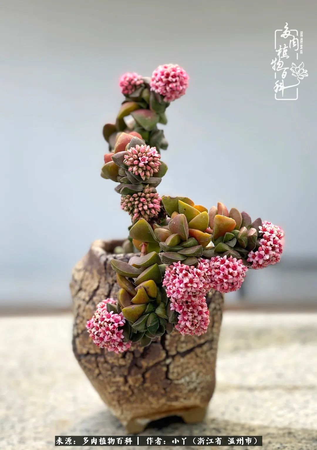 祖上无院家里无矿,一腔浪漫情怀付诸楼顶造花