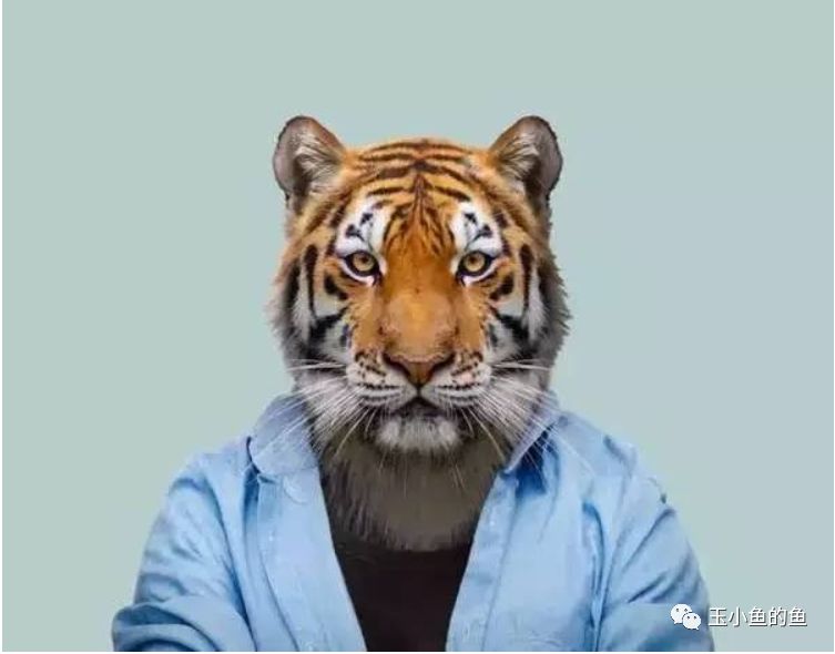 pdp性格测试有用吗,pdp动物性格测试分析