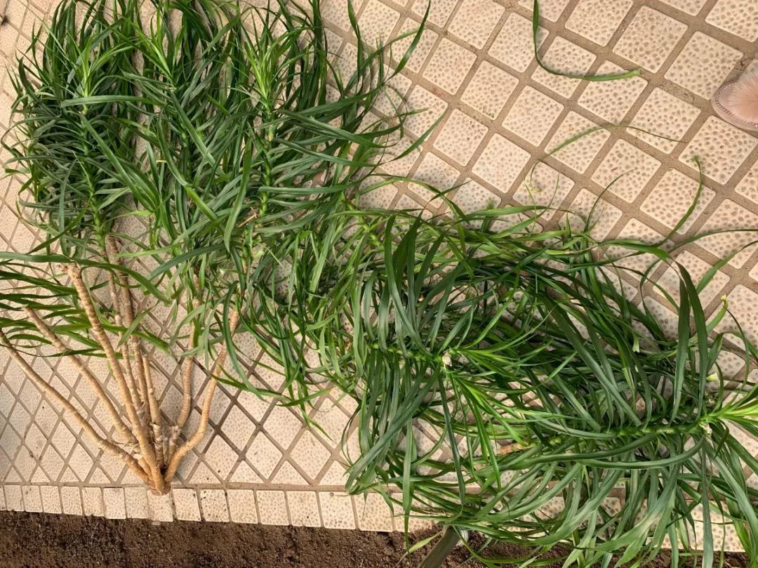 90岁的阿婆，养了株20年的龟背竹，冲上三层楼！霸气镇宅！