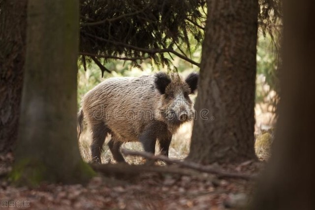 专业野猪队,专业野猪捕猎队