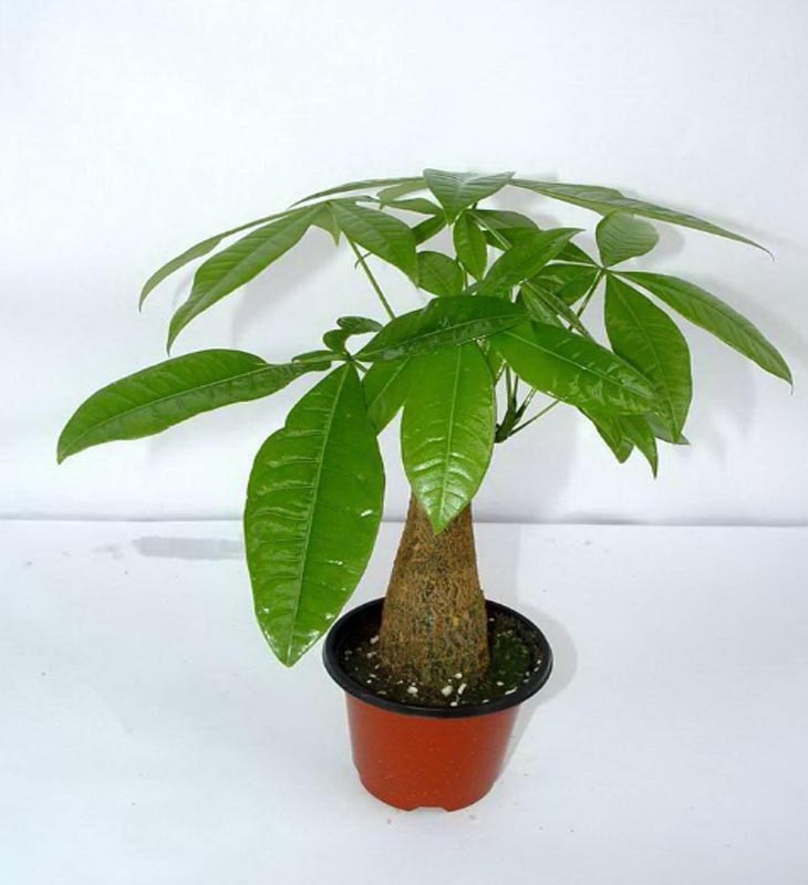 家里养了三只猫的感受,家里养了三只神兽