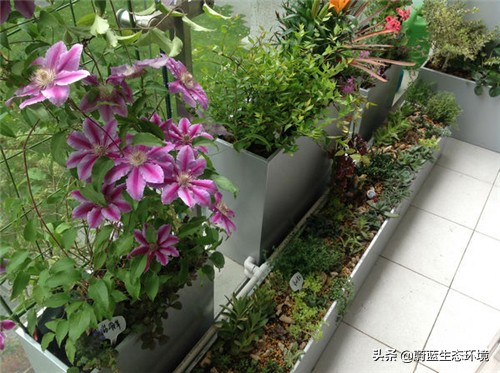 四月份适合在阳台上种植的蔬菜,阳台上种植营养液体蔬菜