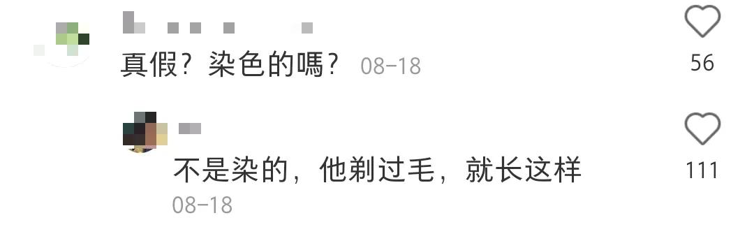 全球罕见足球猫冲上热搜,网友:指定染色!结果......哈哈哈哈