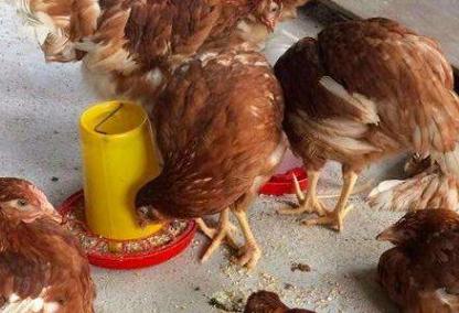 鸡支原体感染眼睛起泡沫怎么办,鸡眼睛支原体感染怎么治