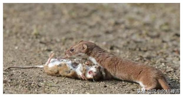 为什么迷信不能杀黄鼠狼,科学家为什么说黄鼠狼不能杀