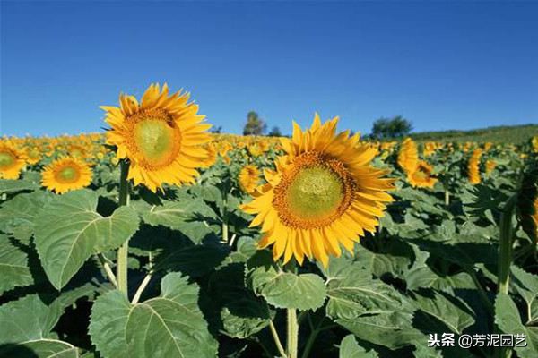 向日葵生长阶段怎么管理,向日葵的四个阶段