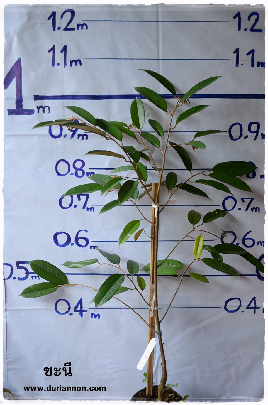 榴莲品种d13,泰国榴莲d197是什么品种