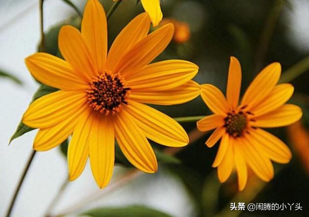 菊芋花开金灿烂,洋姜高洁清雅语