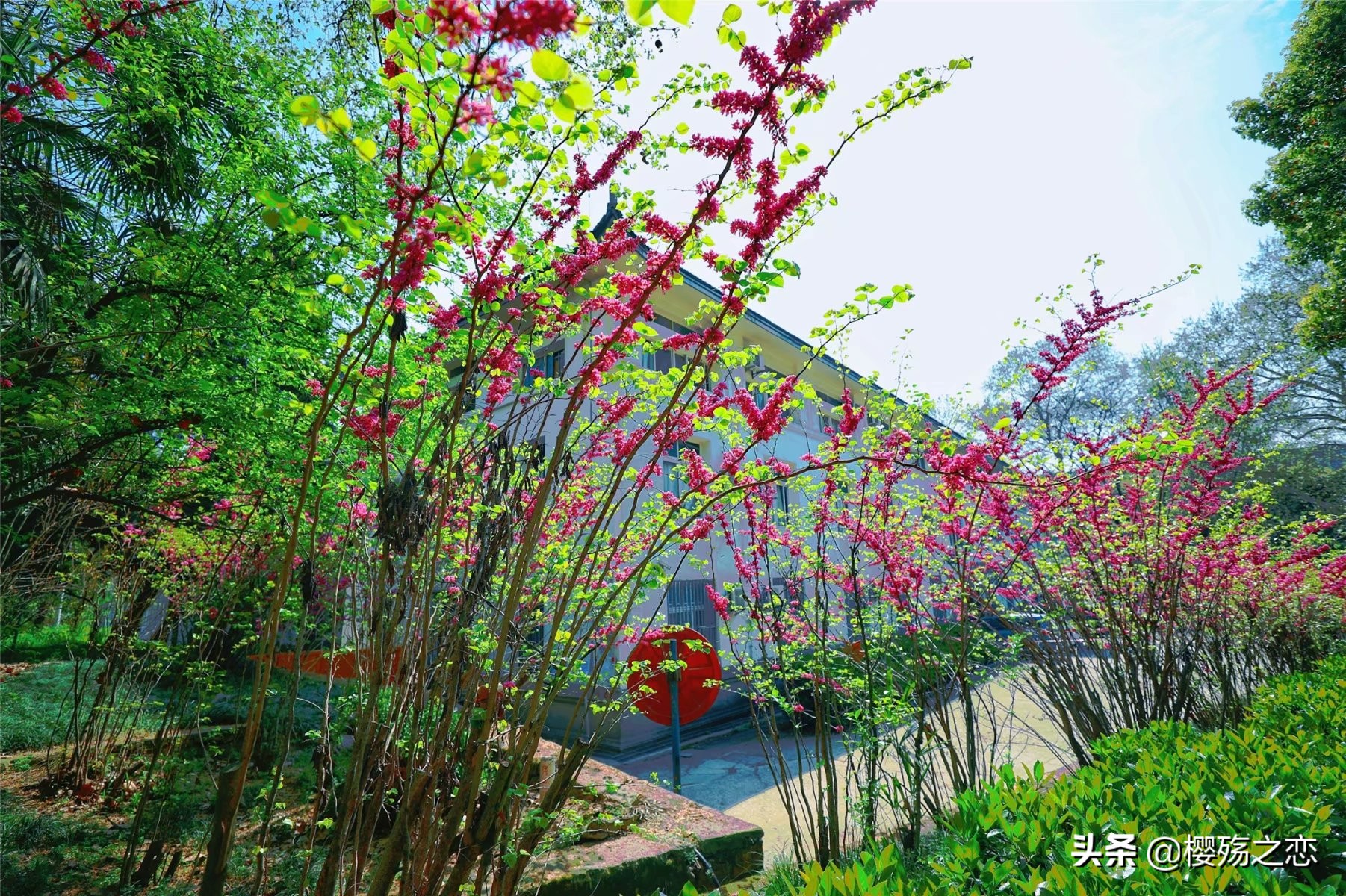 我国唯一建在5a级景区的大学,哪所大学是5a级景区